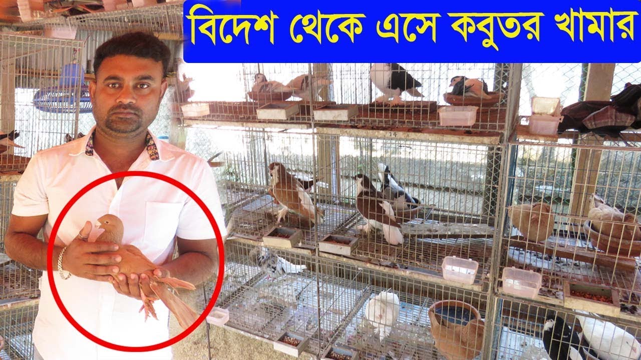 বিদেশ থেকে এসে কবুতরের খামার করে সফল সালাহ উদ্দিন ভাই Various types of pigeon keeping