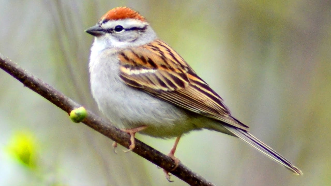 Chipping sparrow call / song / sounds | Bird