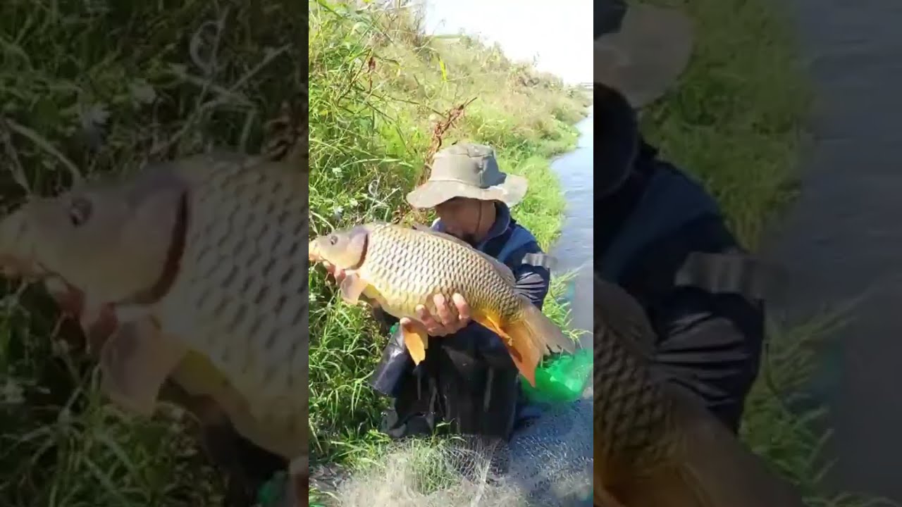 Perfect cast net technique . 1 throw massive catch