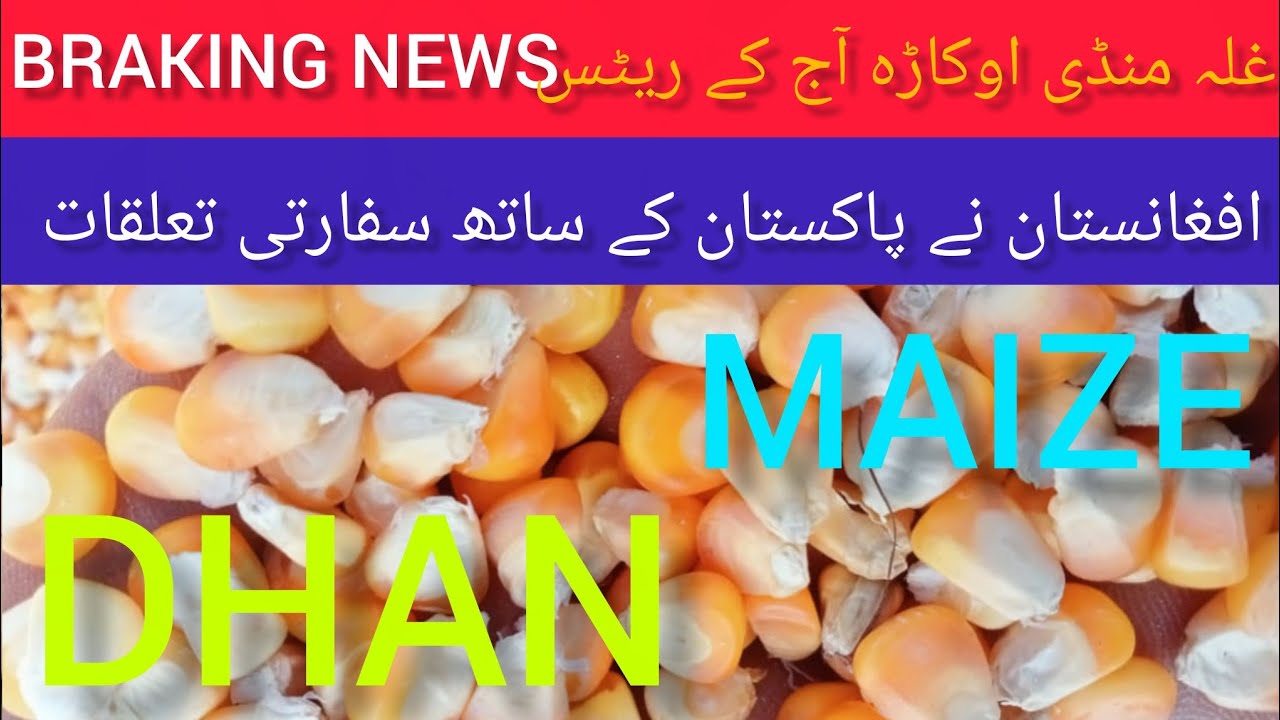 Pak-Afghan Diplomatic Relations Major Progress Grain Market Okara Maize and Paddy Today's Rates