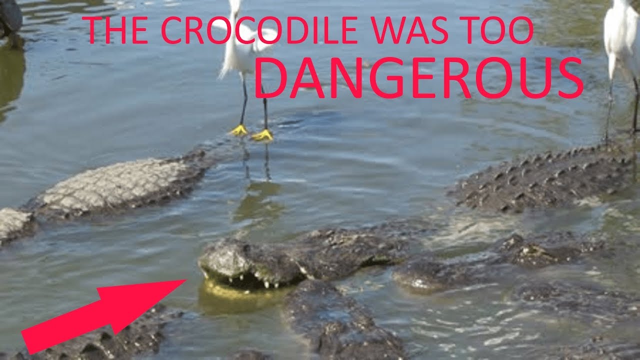 DAY 11 | THE CROCODILE ALMOST ATE ME ALIVE!!!