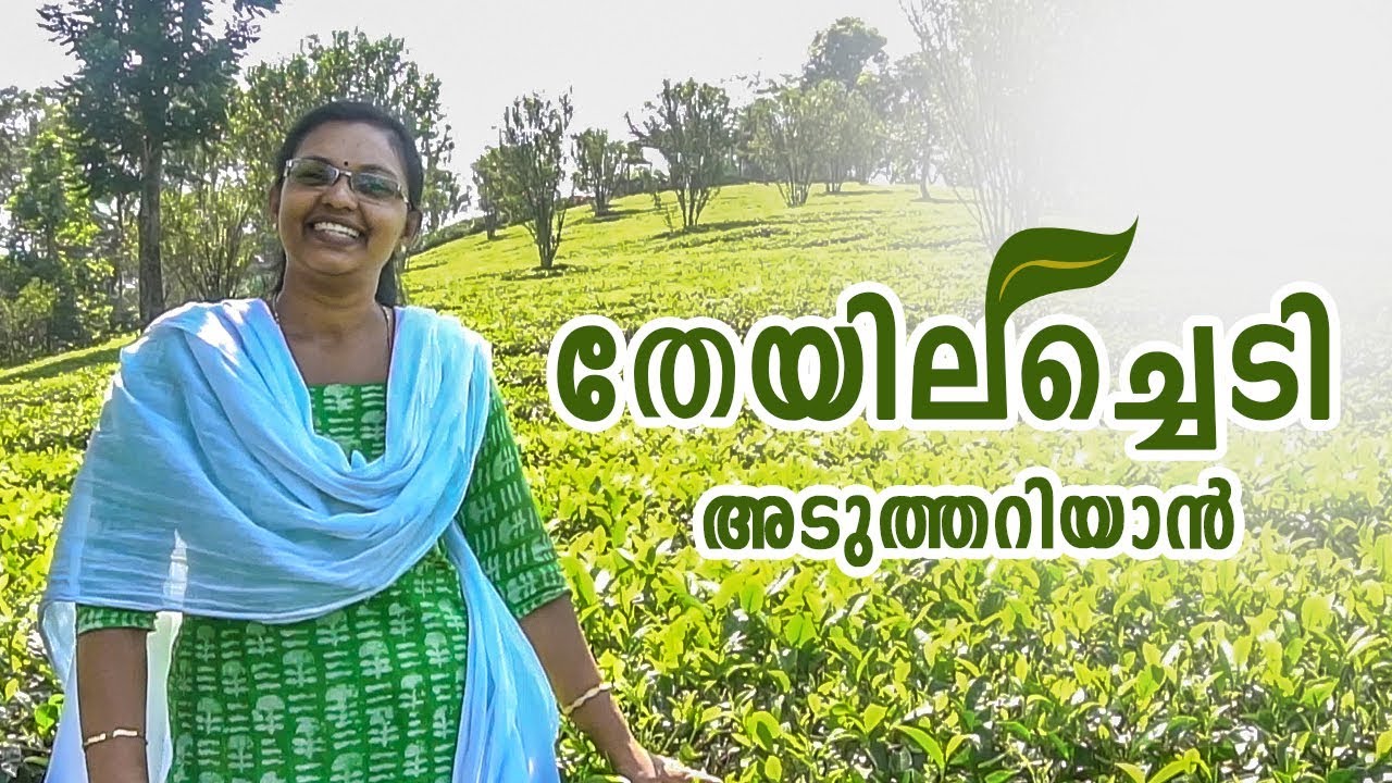 മൂന്നാറിലെ  തേയിലച്ചെടിയെ പറ്റി കൂടുതൽ അറിയാം