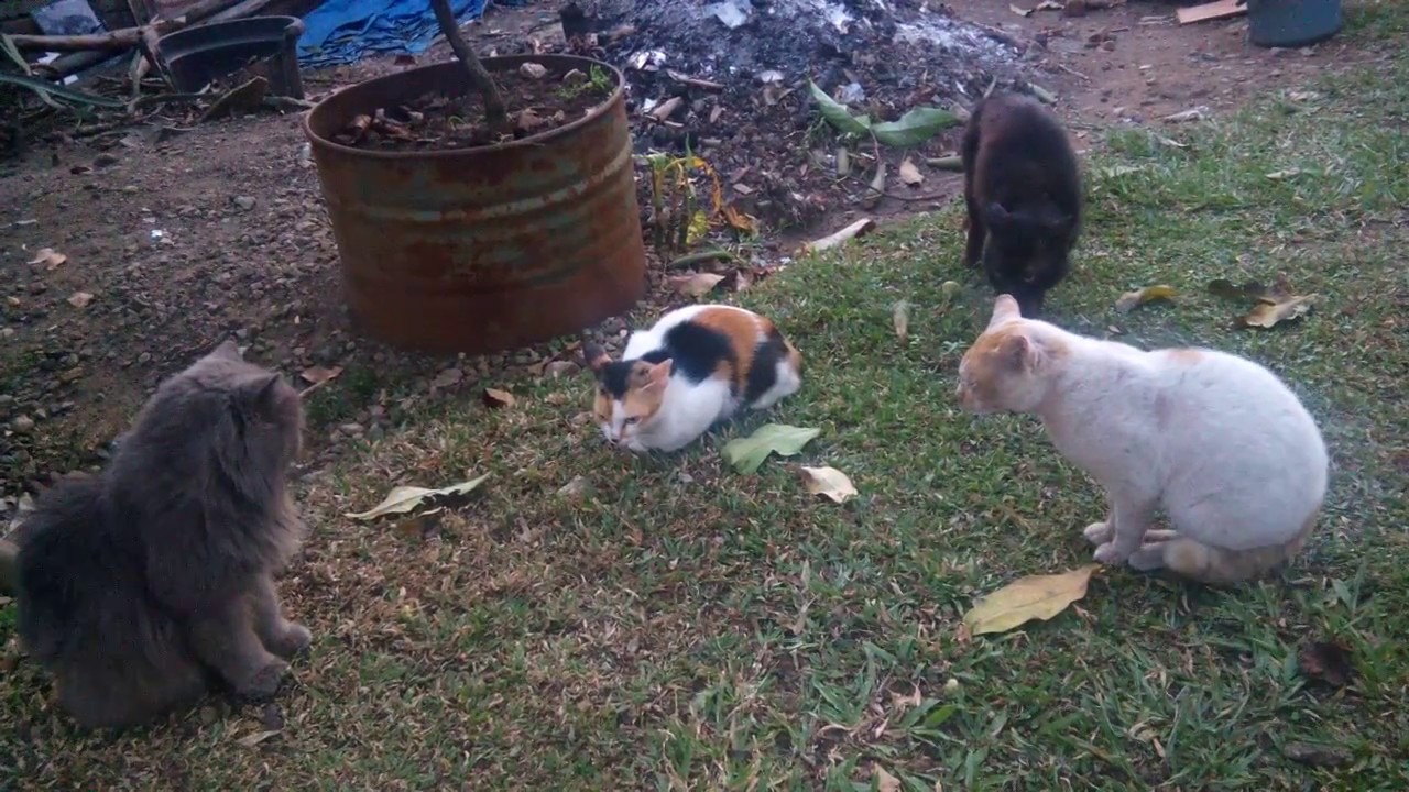 TIGA KUCING JANTAN REBUTAN BETINA