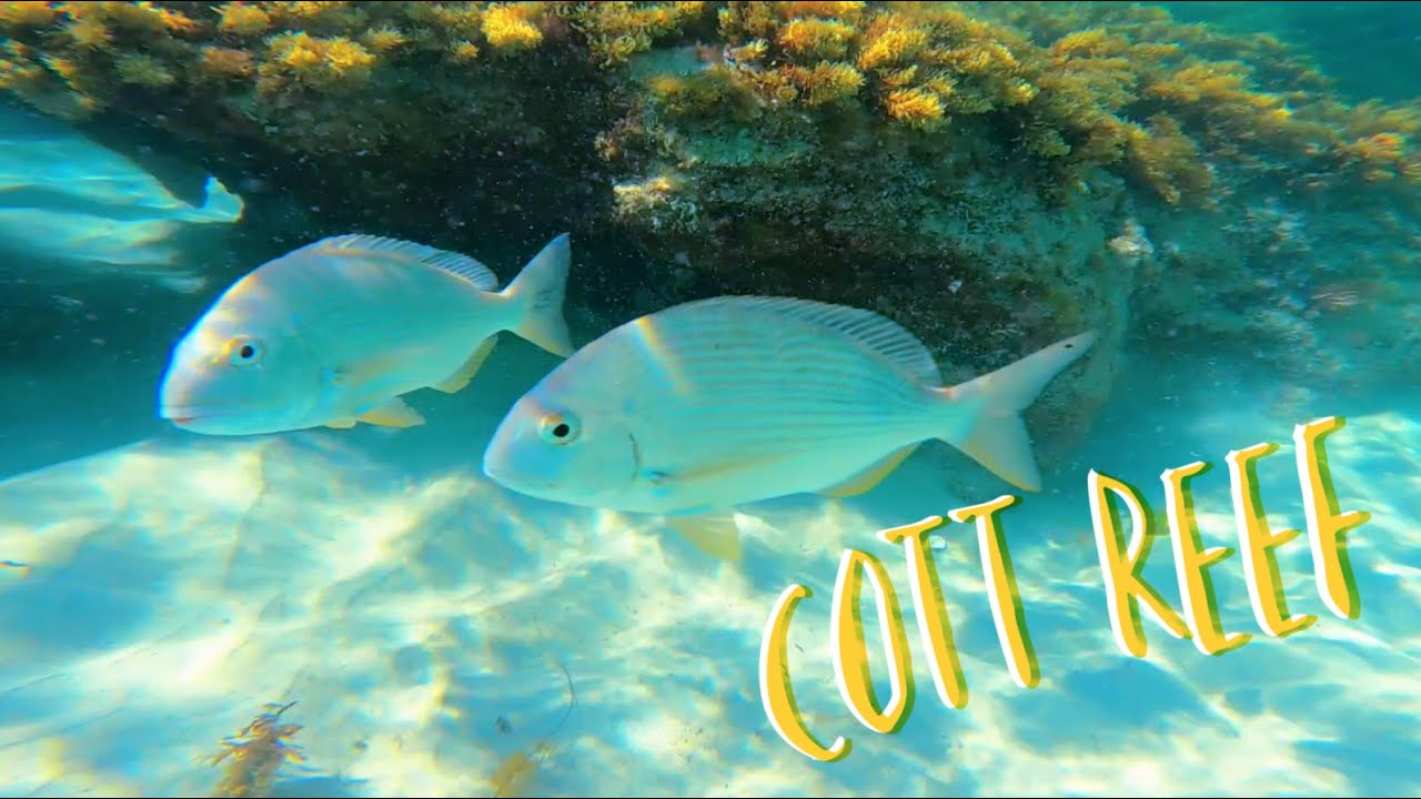 Snorkelling at Cottesloe Reef | Ep 4