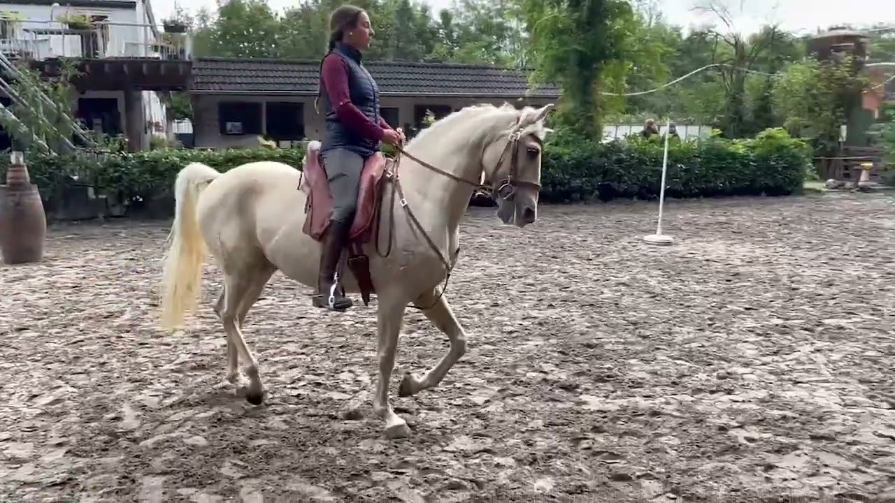 Working equitation - Stage &eacute;quitation de travail - Harpao 2022 - Version longue
