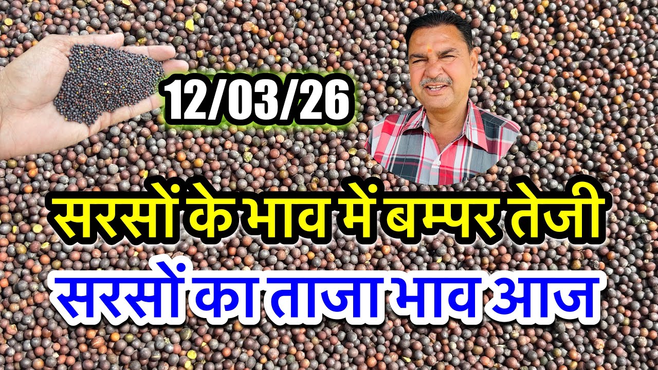 नई सरसों का ताजा भाव आज का अलवर मंडी! सरसों के भाव में आया जोरदार उछाल देखें भाव, #sarso_ka_bhav |||