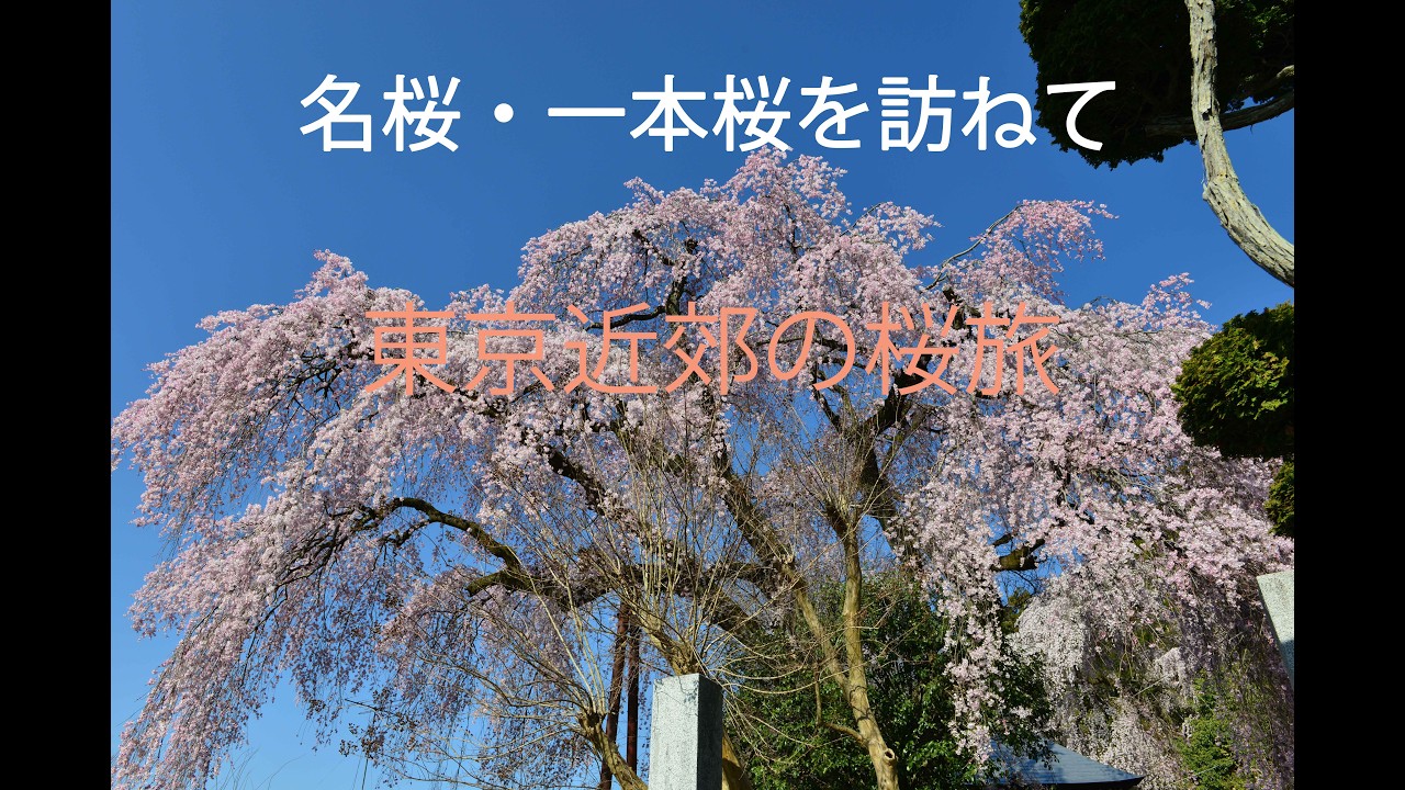 【名桜・一本桜旅　東京近郊編】各地の名桜・一本桜を求めて撮影してます。#桜＃桜旅