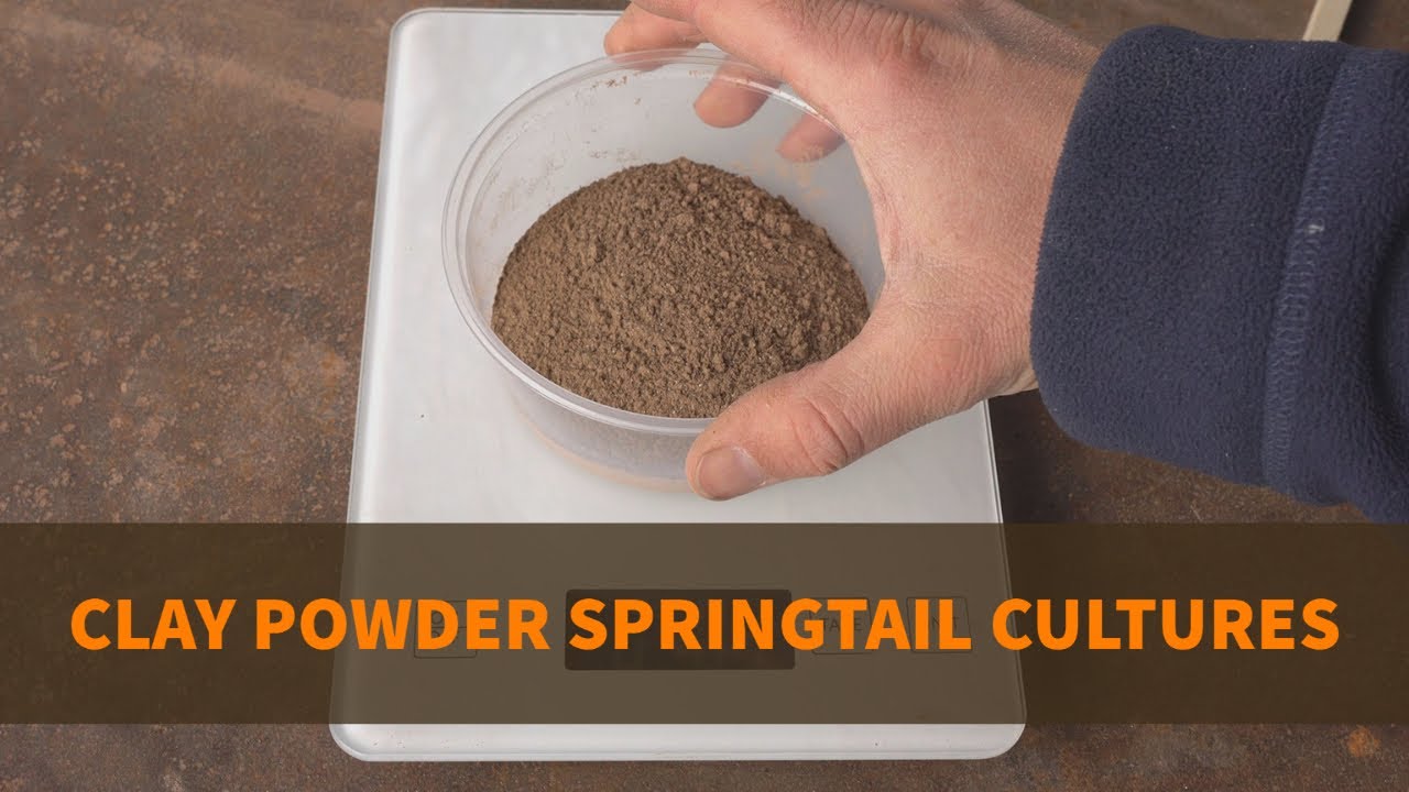 Springtails on Calcium Clay Powder:  How To