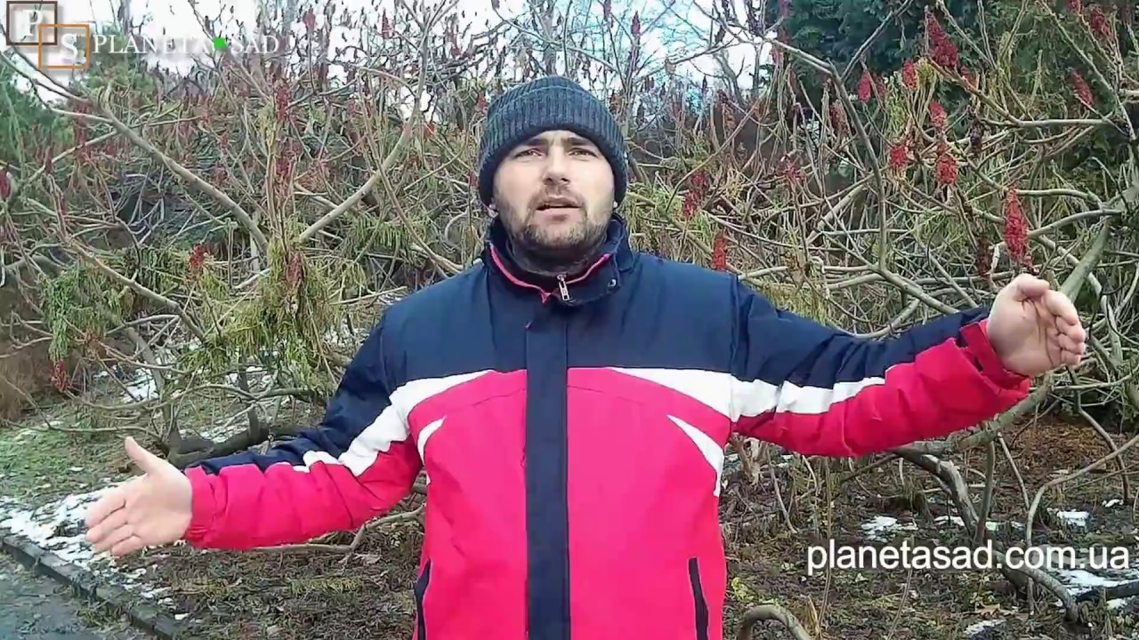 Сумах или Уксусное дерево