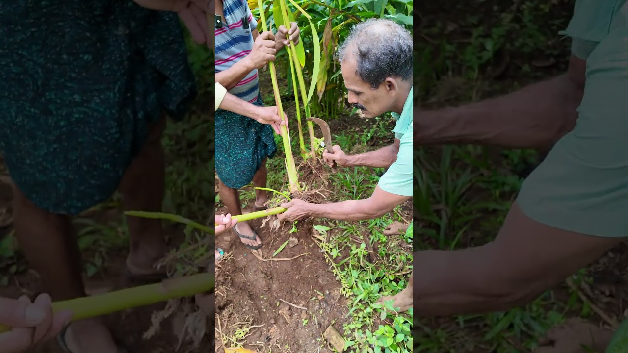 കണിപറമ്പൻ ഏലത്തട്ടകൾ