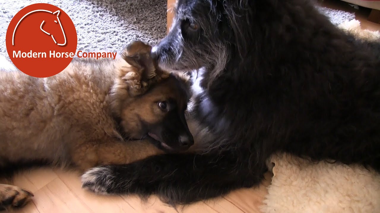 Merlin & Timmy „Treffen der Generationen“