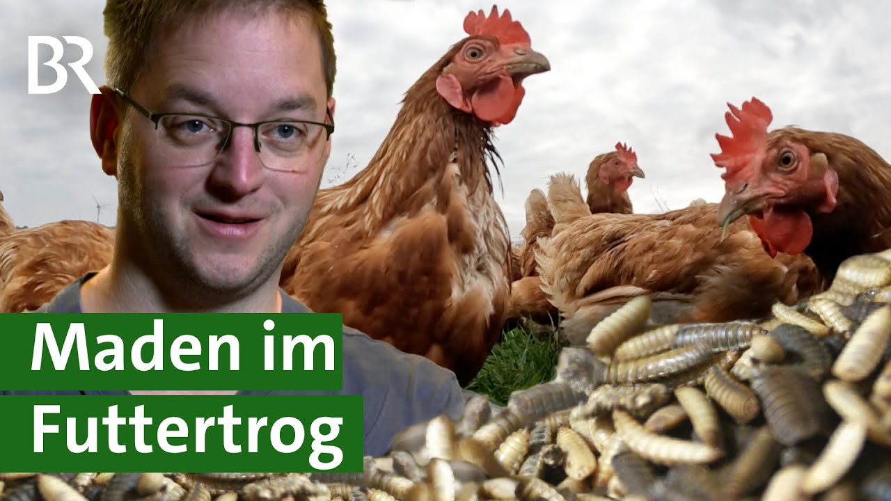 Futter der Zukunft: Maden der Soldatenfliege als Insektenprotein im Futtertrog | Unser Land | BR