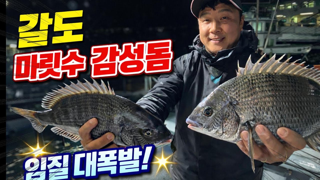 갈도 감성돔 마릿수 낚시 오예~~ 이게 바로 갈도 감성돔이다. 갈도로빨리 출발하세요.♡