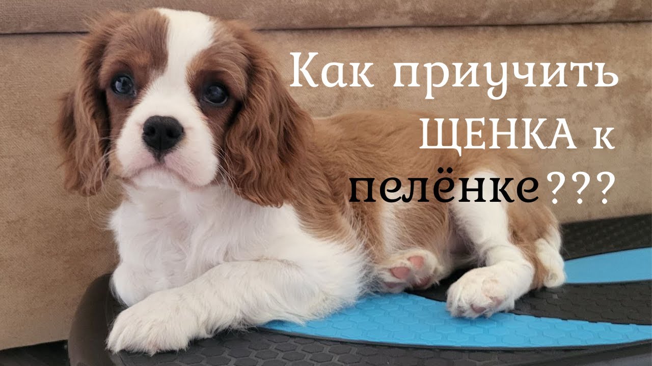 Как приучить щенка к туалету дома и на улице/Реальный опыт #dog #cavalier #puppytraining
