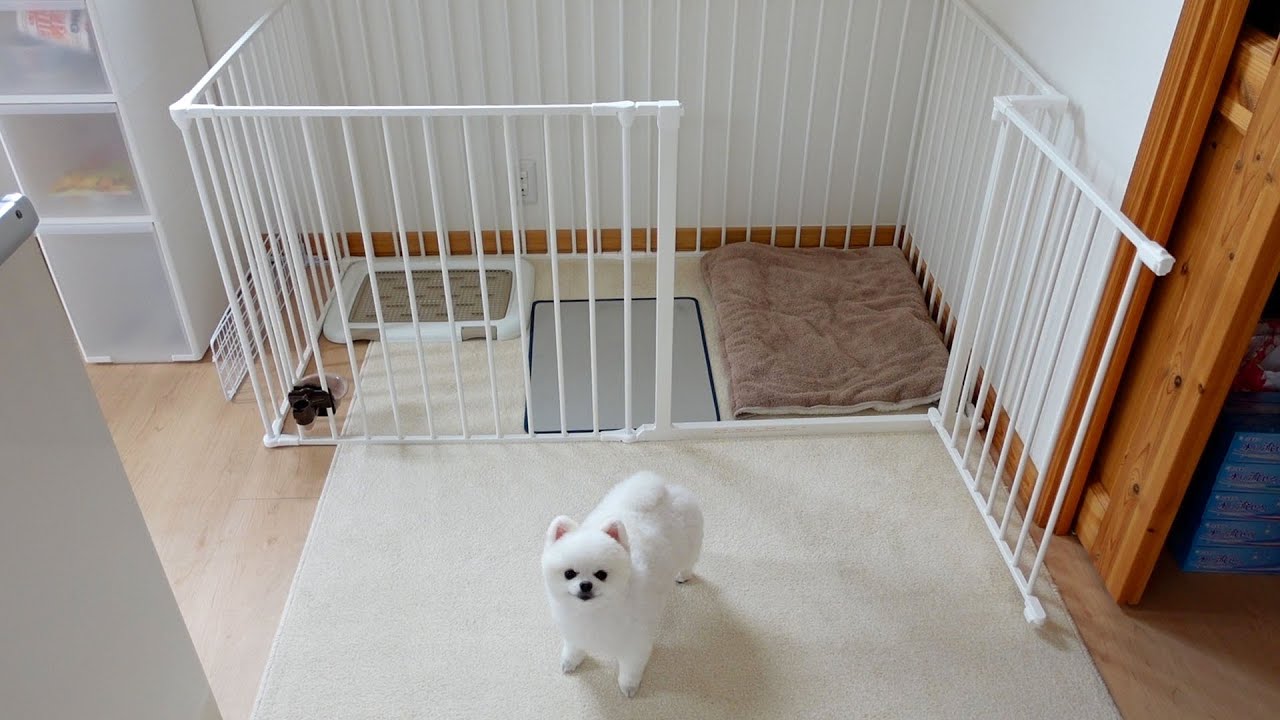 【劇的】愛犬が新居の前でとったまさかの行動に涙が出た