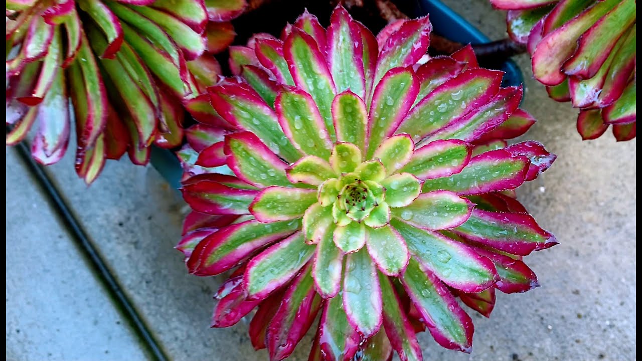 #490 PROPAGATE AEONIUM MARDI GRAS | NHÂN GIỐNG SEN ĐÁ AEONIUM | 다육식물 | 多肉植物 | Suculentas