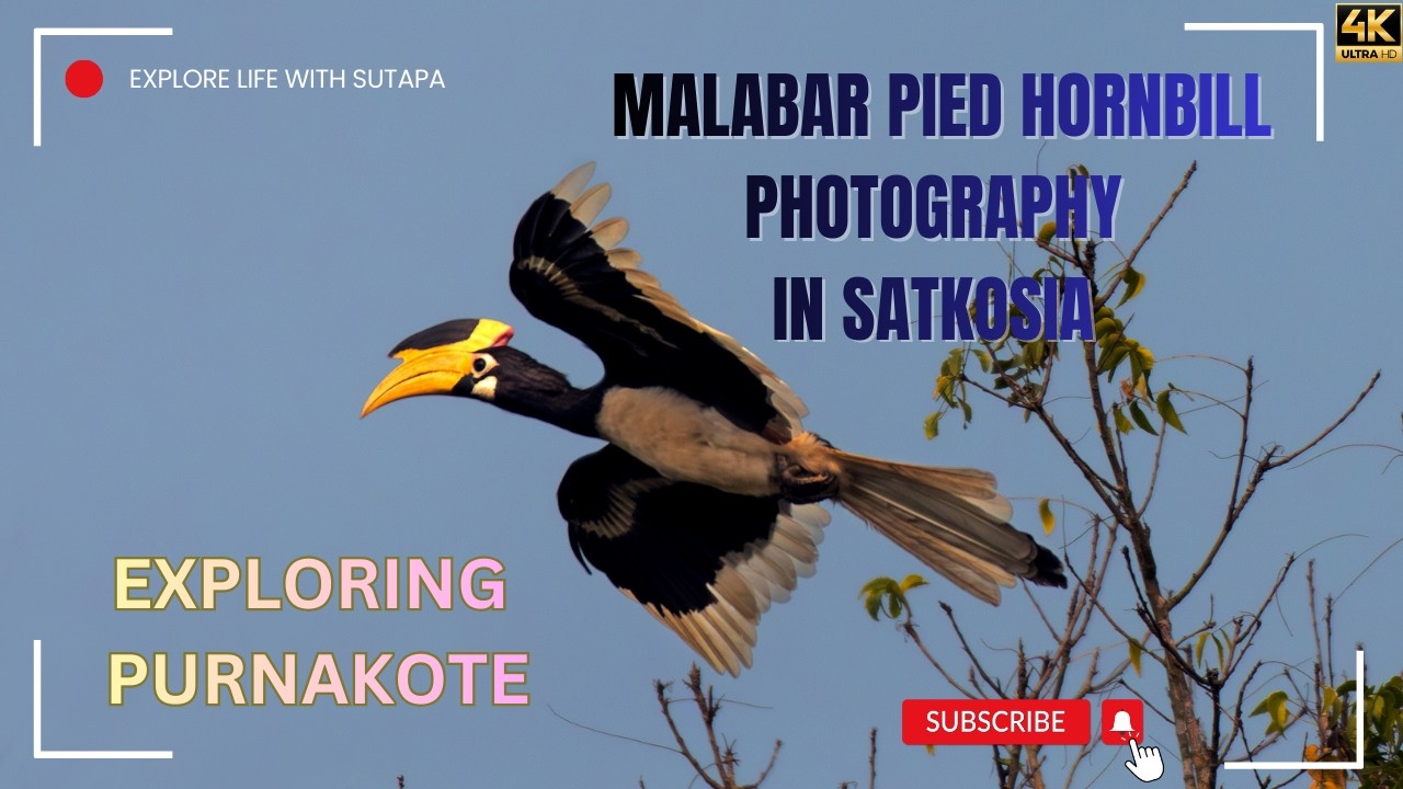 Malabar Pied Hornbill Photography in Satkosia | Exploring Purnakote, Odisha