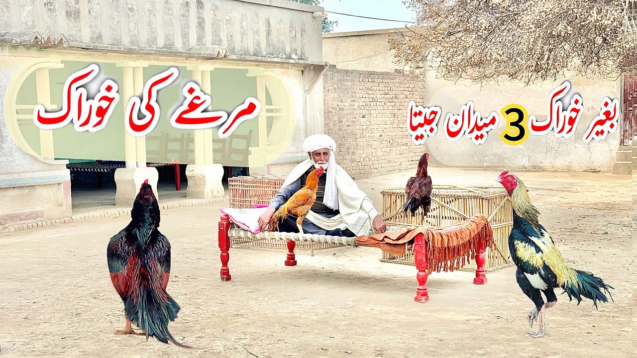 Ustad Noor Purbana interview part 3 | best feed tips for chickens