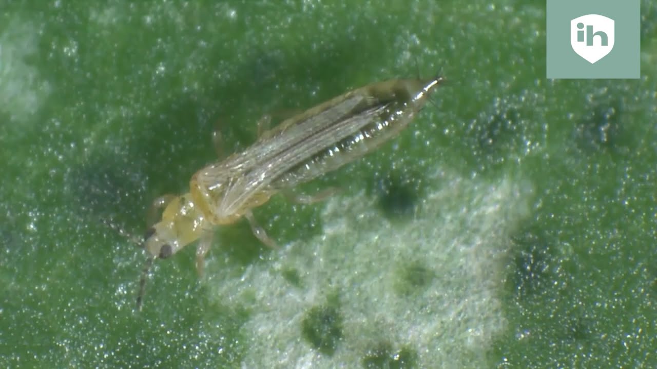 Insect Heroes  - Ontwikkeling en herkenning van trips