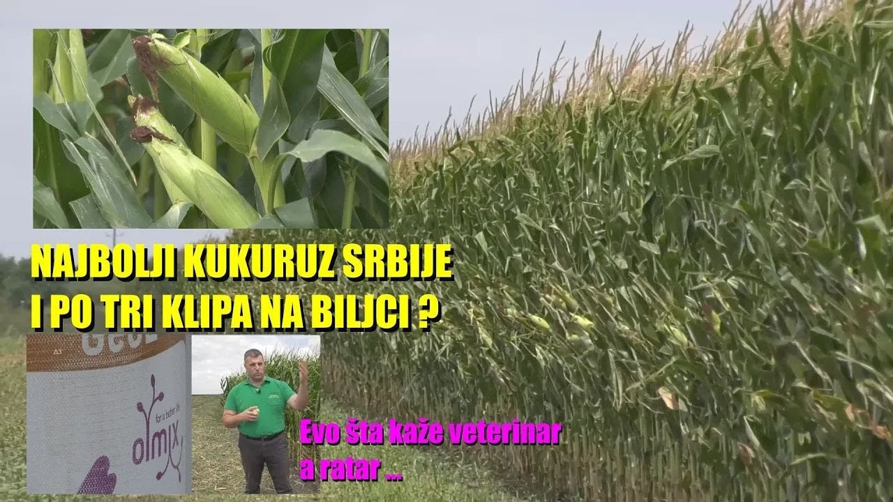 NAJBOLJI KUKURUZ  - sve po TRI KLIPA -šta mu je TO radio - VETERINAR POSEJAO ! ... stajnjak ili ?