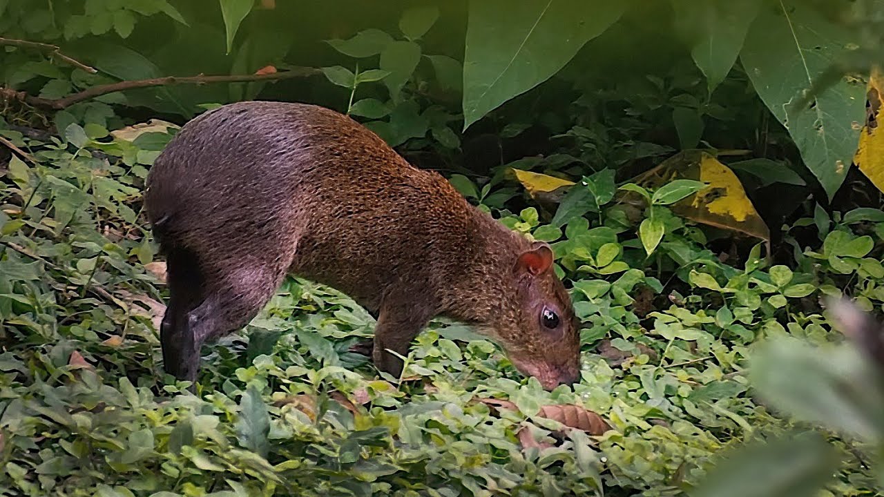 Central American agouti (Dasyprocta punctata)