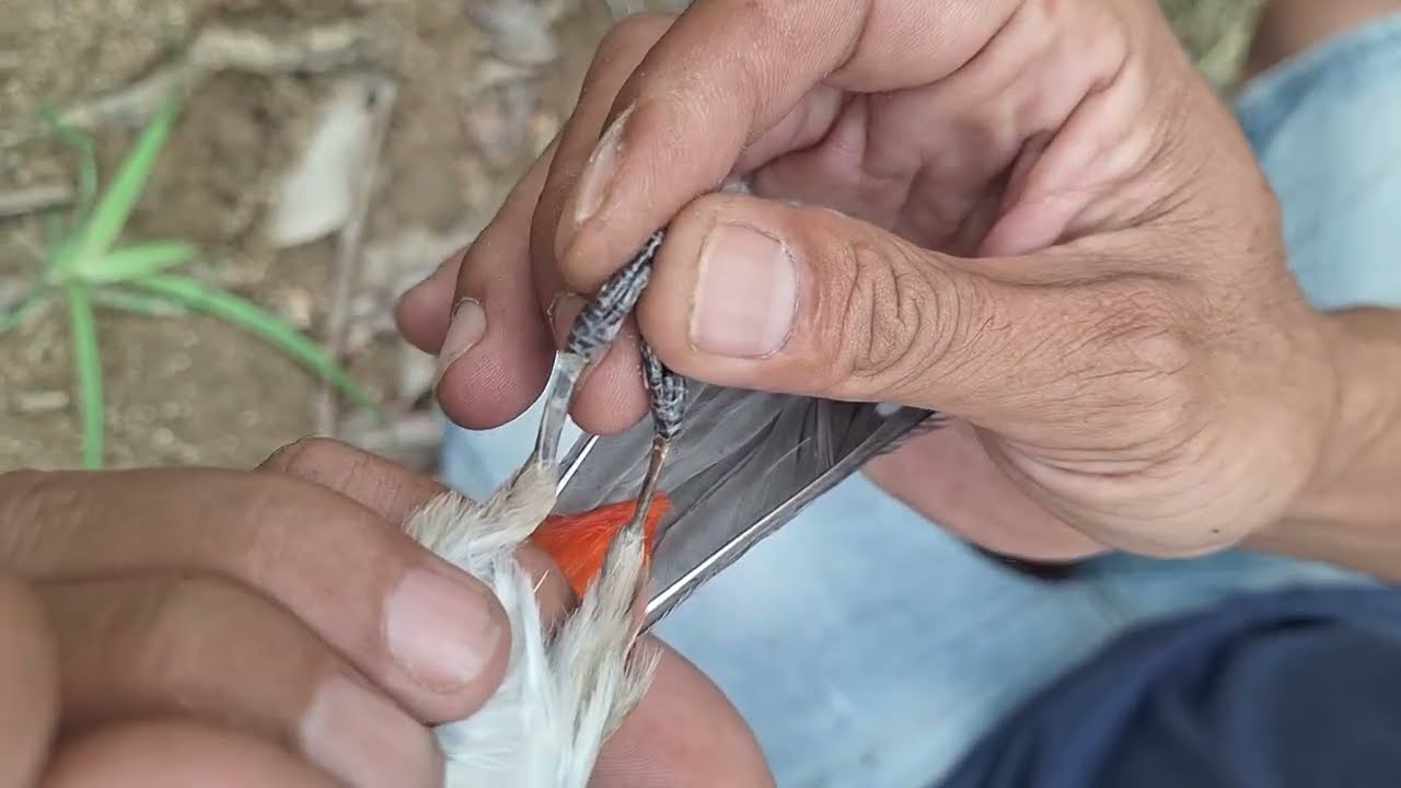 Săn chiến binh chào mào già rừng, chào mào con nuôi lên lần đầu ra rừng lập công