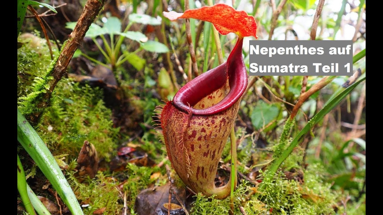 #32 Nepenthes (Kannenpflanze) auf Sumatra Teil 1 | Fleischfressende Pflanze | Green Jaws