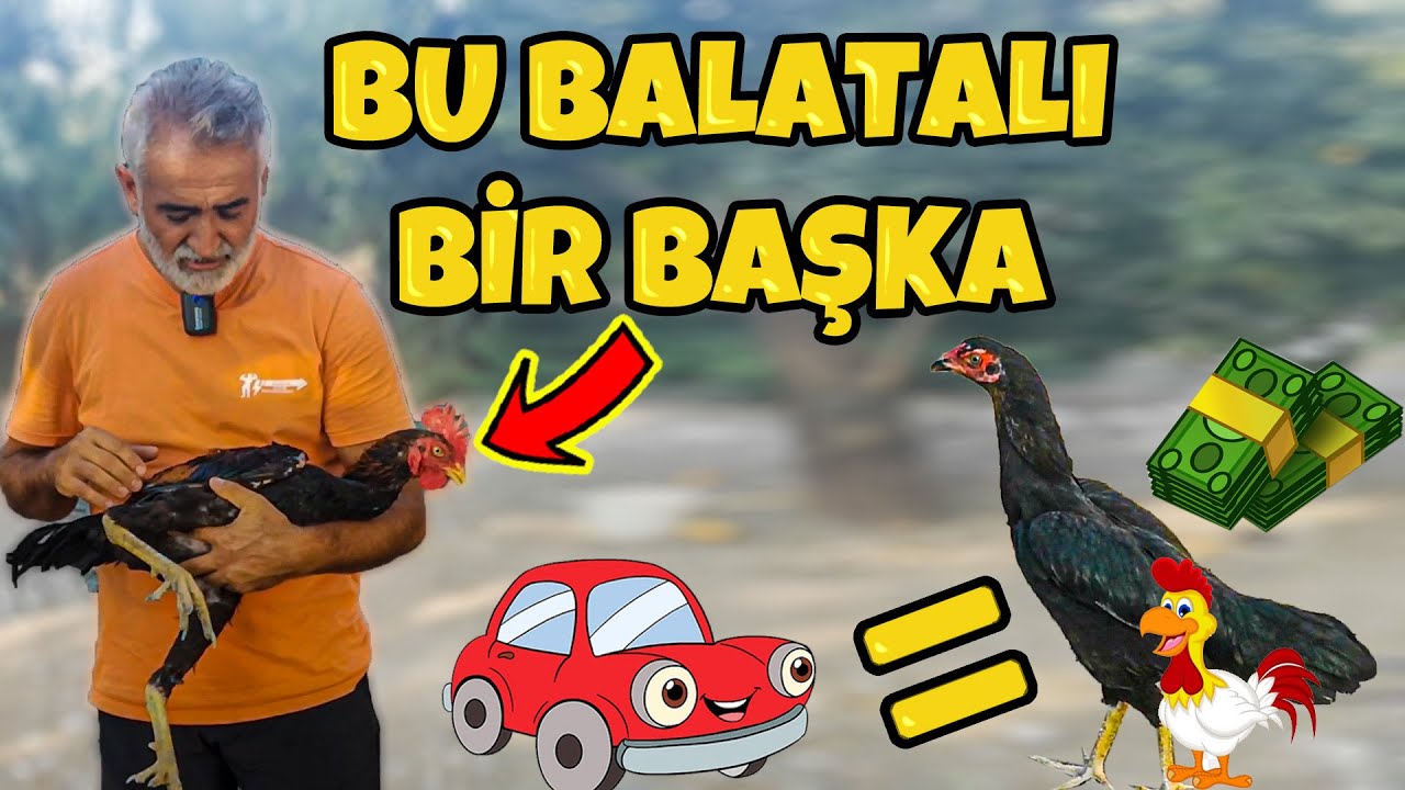 MUTLUNUN MİLYARLIK TAVUKLARI  @Freebroadcast148 @HarikalarDiyarii #kümes #hint #balatalı #ispenç