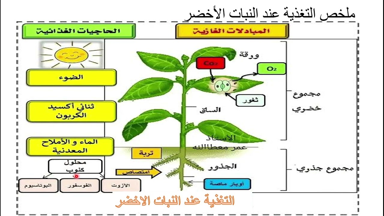 #ملخص  حول التغذية عند النبات الاخضر  السنة الاولى متوسط  دروس الفصل  الثاني #علوم #اكسبلور فرض 