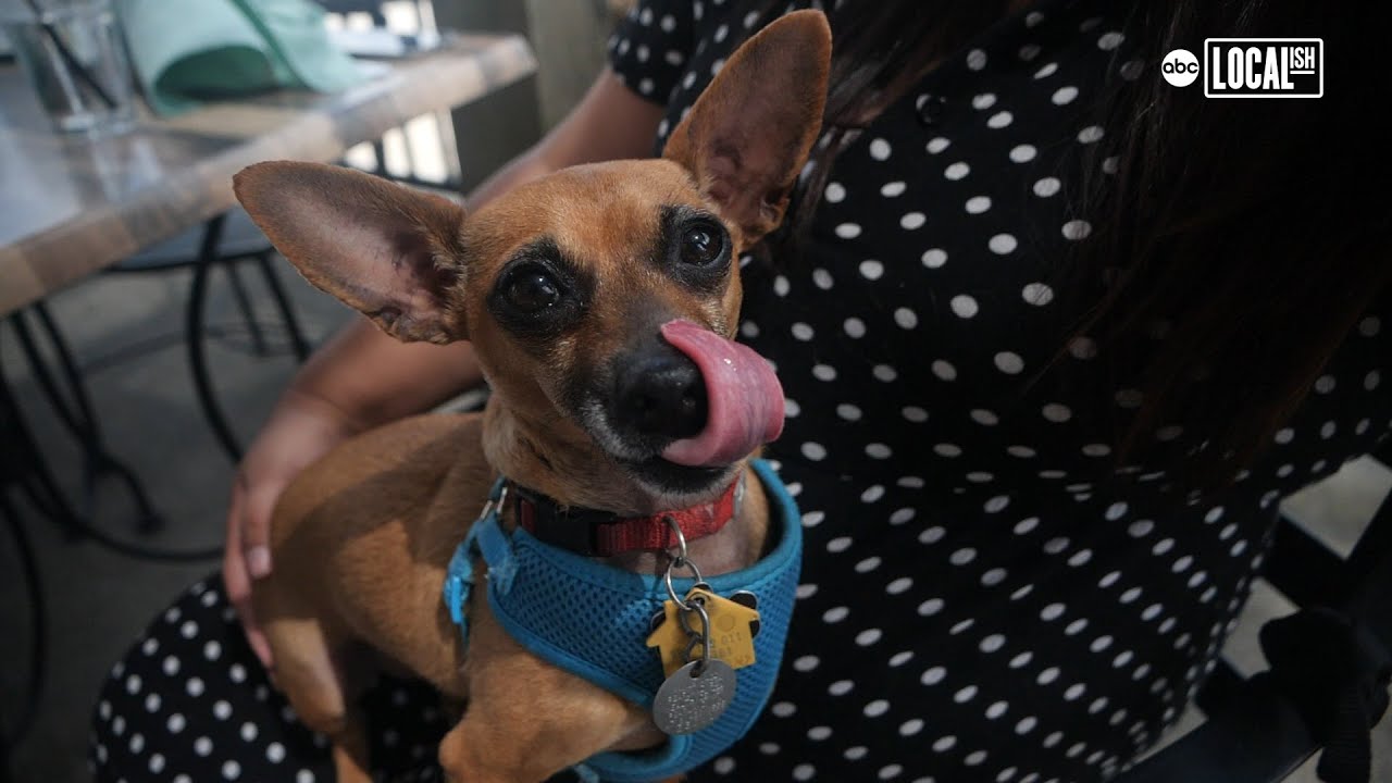 Soak up summer at this dog-friendly restaurant!