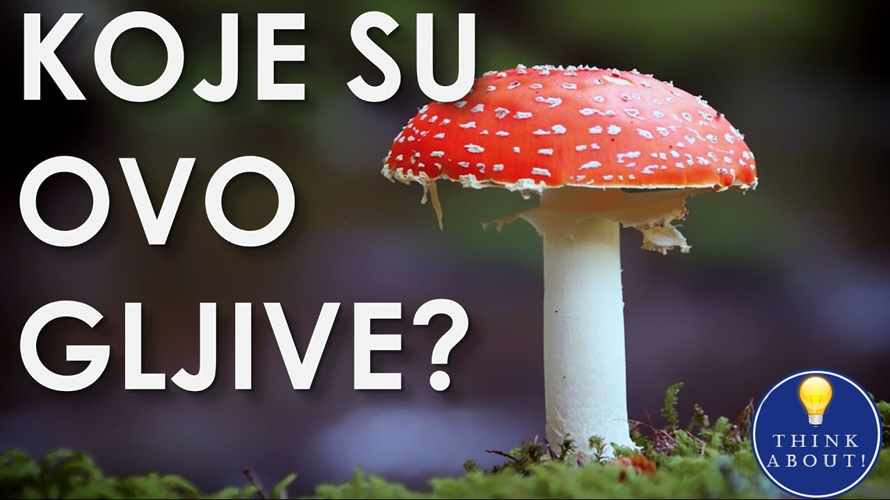 Prepoznavanje gljiva