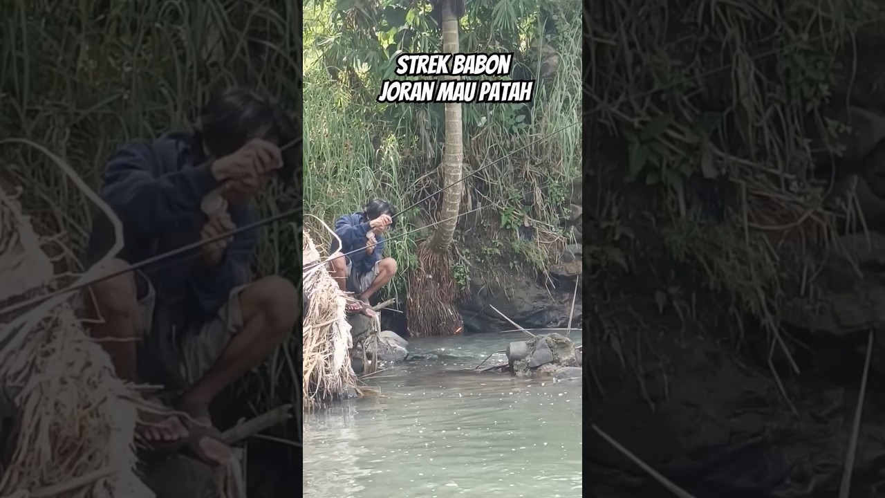 Detik detik sambaran ikan babon 