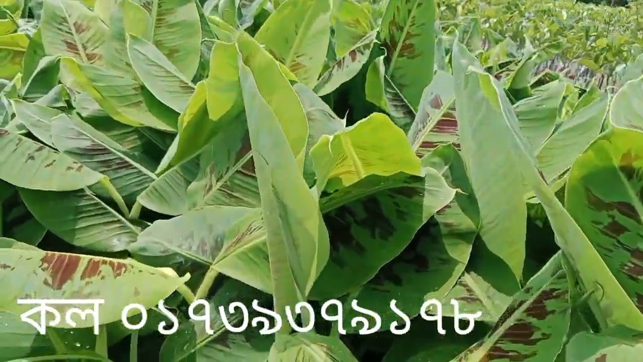 মাত্র ১০০ টাকায় জি-৯ কলার গাছ, গাছ পেতে যোগাযোগ করুন সোহাগ নার্সারিতে ০১৭৩৯৩৭৯১৭৮