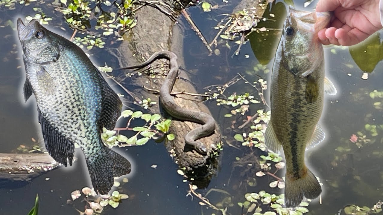 I went looking for Snakehead, but found Crappie instead! (Backwater Creek Fishing)