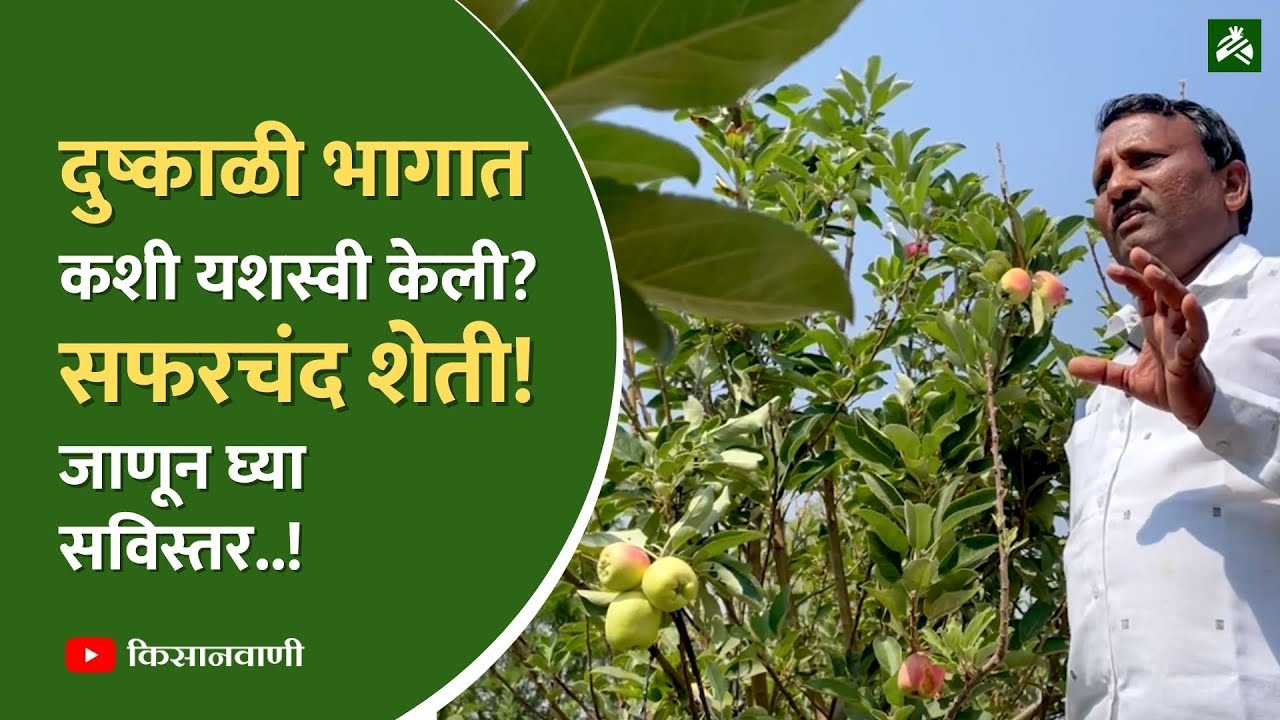 महाराष्ट्राच्या दुष्काळी भागात यशस्वी केली सफरचंदाची शेती | Apple Farm in Maharashtra​