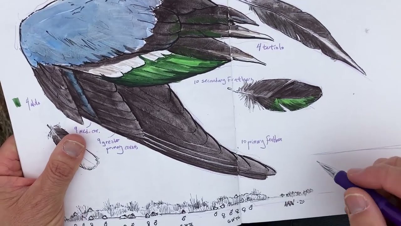 The Nature Journal Connection, Episode 20, Measured Drawings