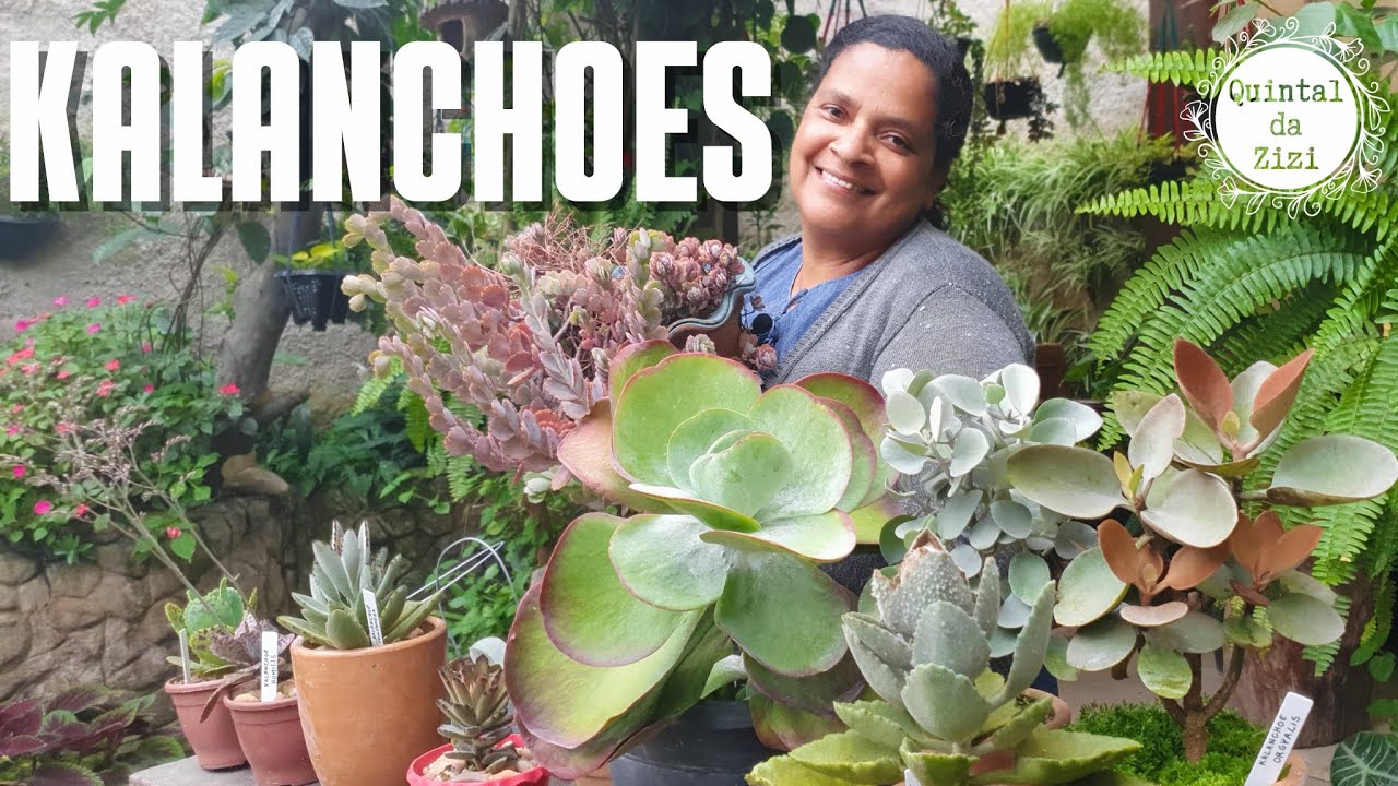 Minha coleção de suculentas Kalanchoes | Colher de cobre, de prata e outras | orelha de elefante