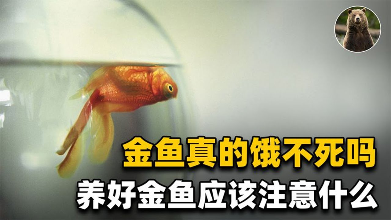 只有喂死的金鱼，没有&ldquo;饿死&rdquo;的金鱼？金鱼真的饿不死吗？【万物灵】
