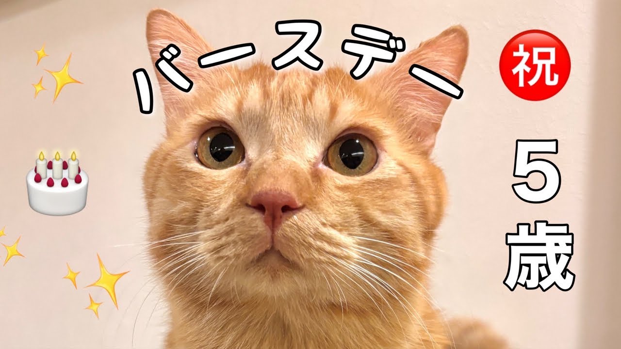 つな5歳誕生日おめでとう🎉