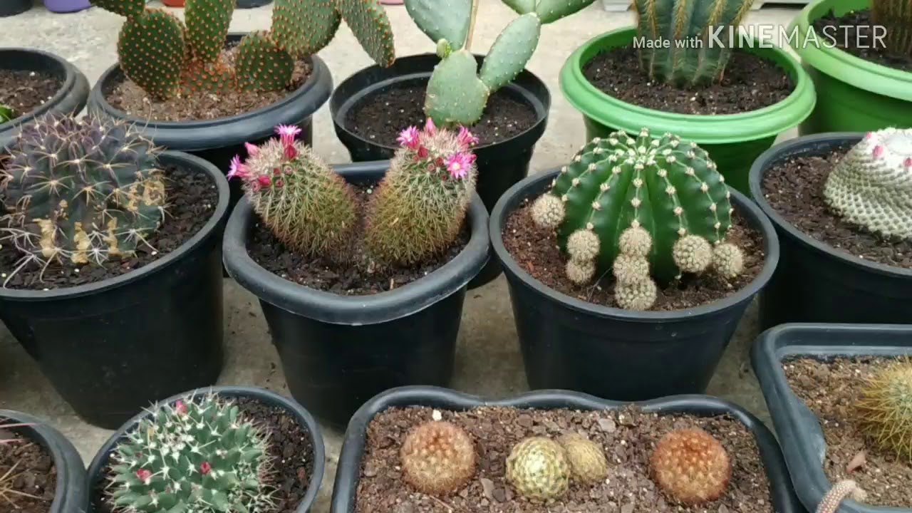 #cactos#hastefloral#suculentas#astrophytum#flores#cactofloridos Flores de cactos parte 2