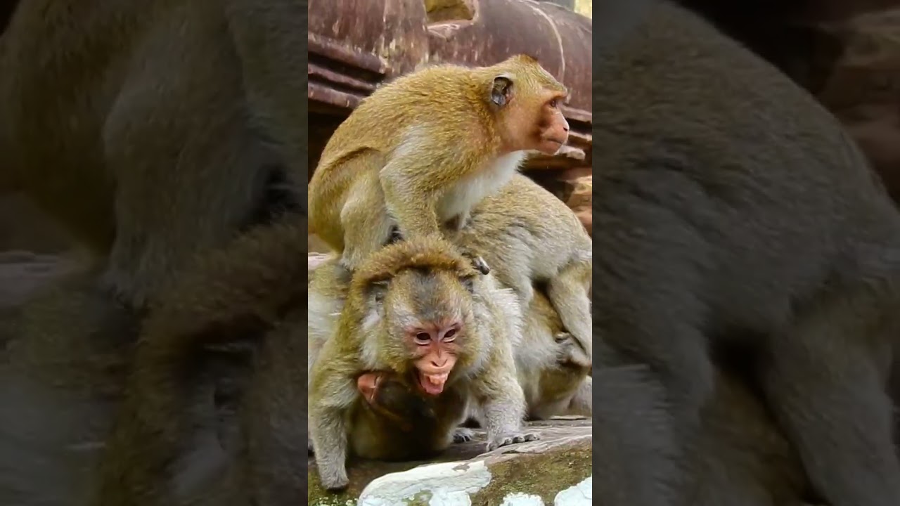 Very pity Mom Merrie cry afraid |