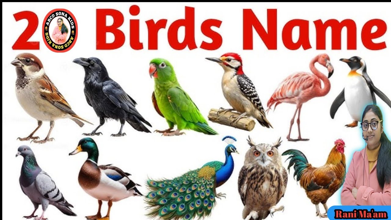 20 Birds Name in English and Hindi | Birds Name | पक्षियों के नाम | Birds Sound for kids 
