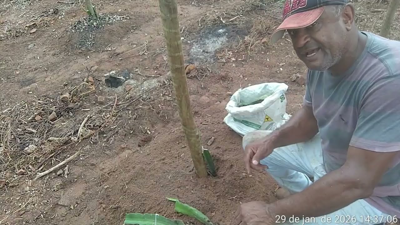 DE REI DAS BANANAS A REI DAS PITAYAS