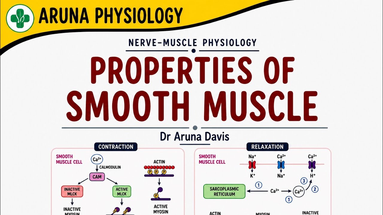 Properties of Smooth Muscle..Physiology | First year MBBS