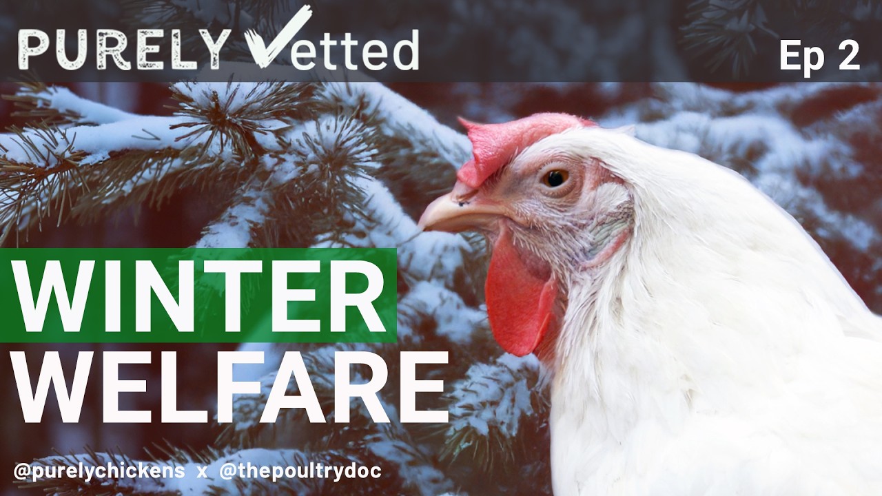 Winter Welfare - How to Keep Chickens Healthy in Extreme Temperatures