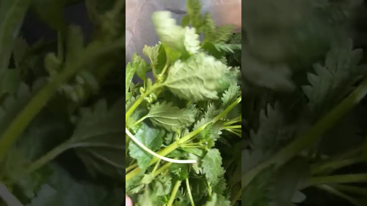 القريص عشبة لاتقدر بثمن 