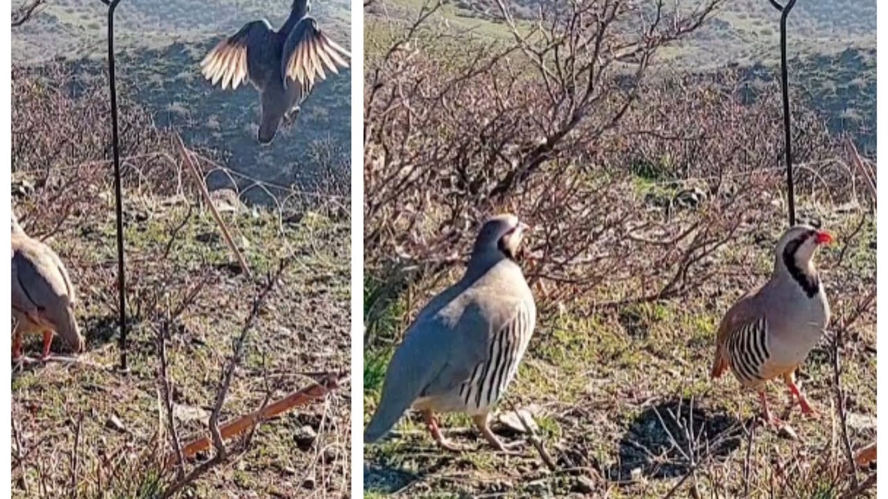 keklik avi Шикори Кабк  охота на куропатка