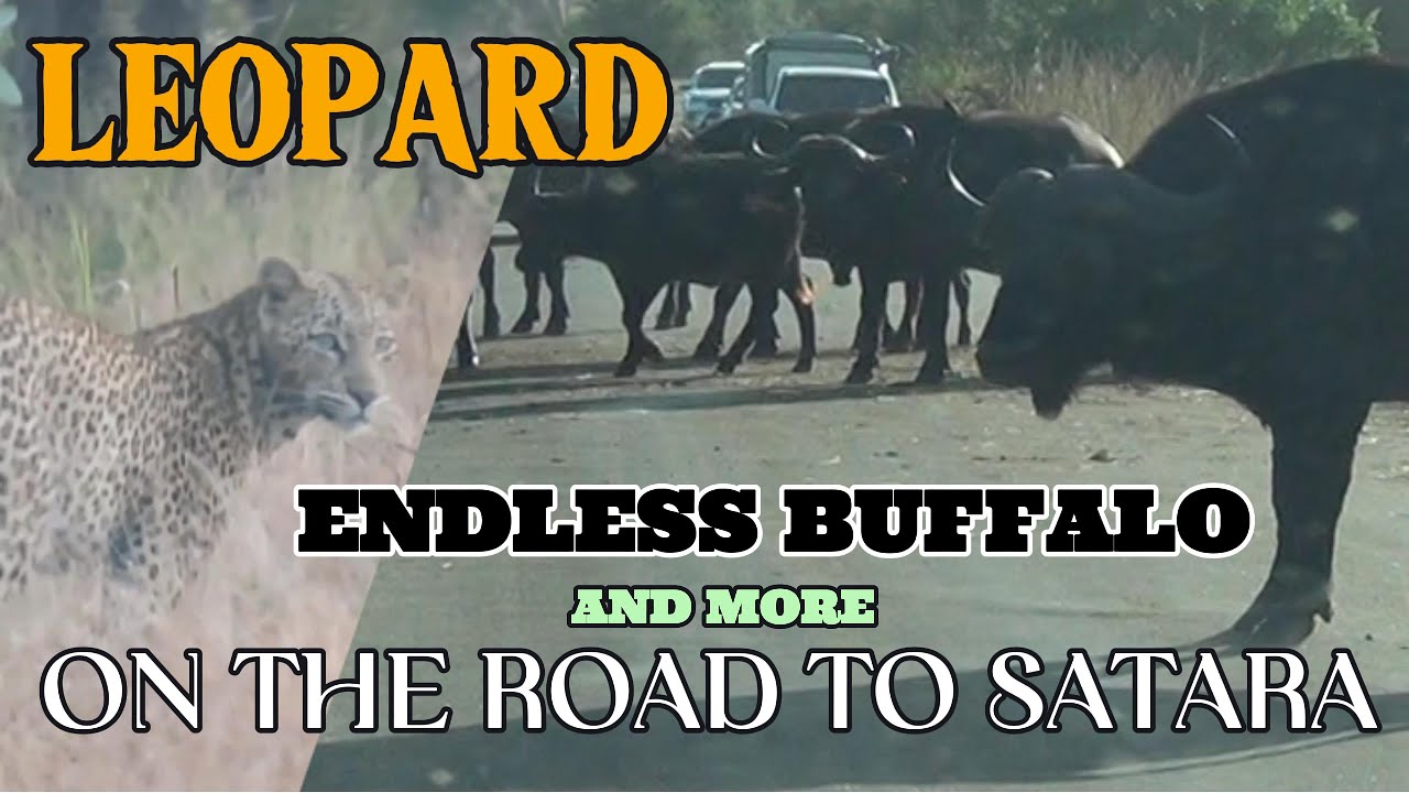 LEOPARD, ENDLESS BUFFALO AND MORE ON THE ROAD TO SATARA