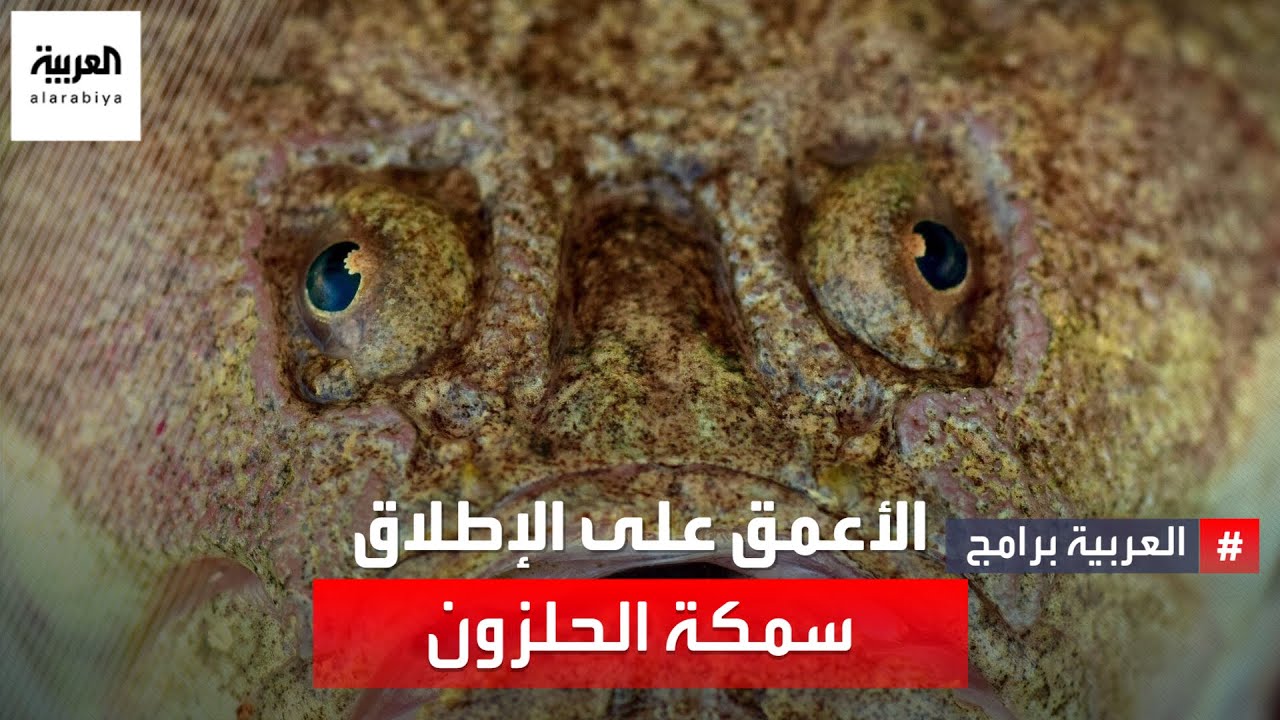 اكتشاف سمكة تسبح بمكان هو الأعمق على الإطلاق