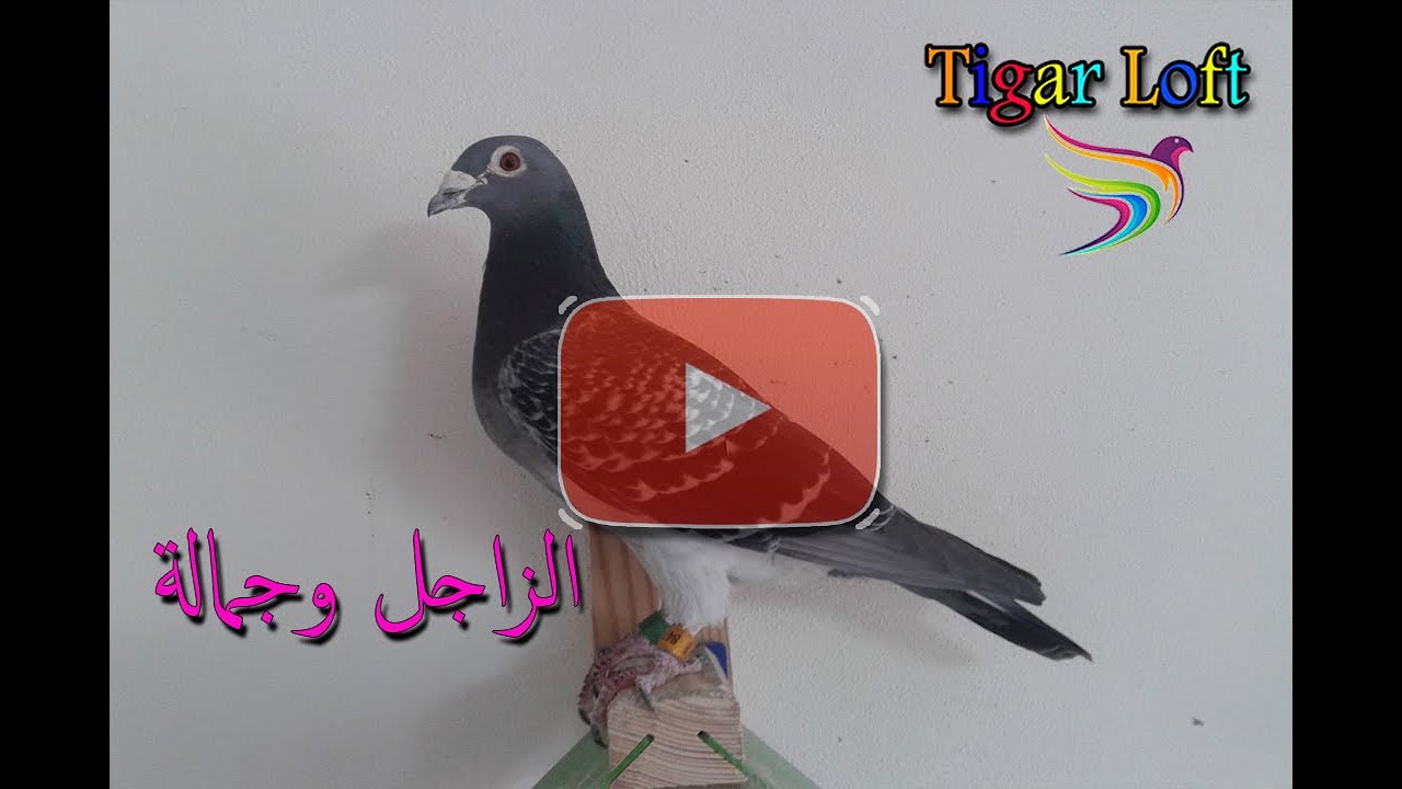 اتفرج علي الحمام الزاجل ( من Tigar Loft )